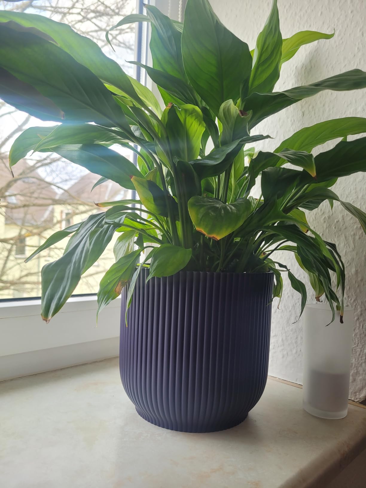 Edle Farbe, gesunde Pflanzen