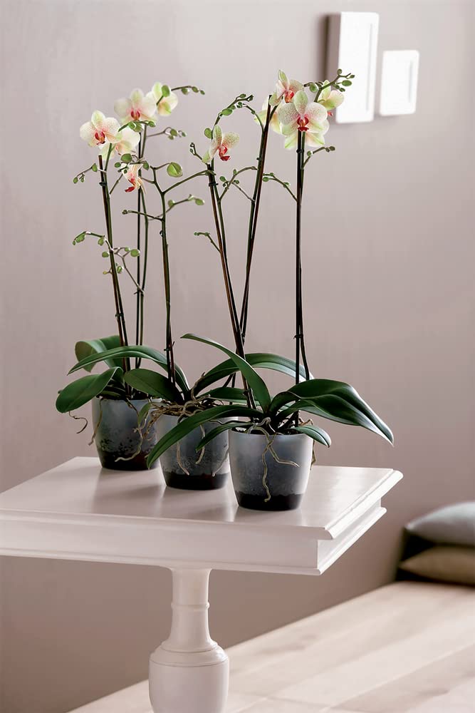 elho-brussels-orchidee-12-5cm-blumentopf-transparent-13-x-h-11-5-cm image 7