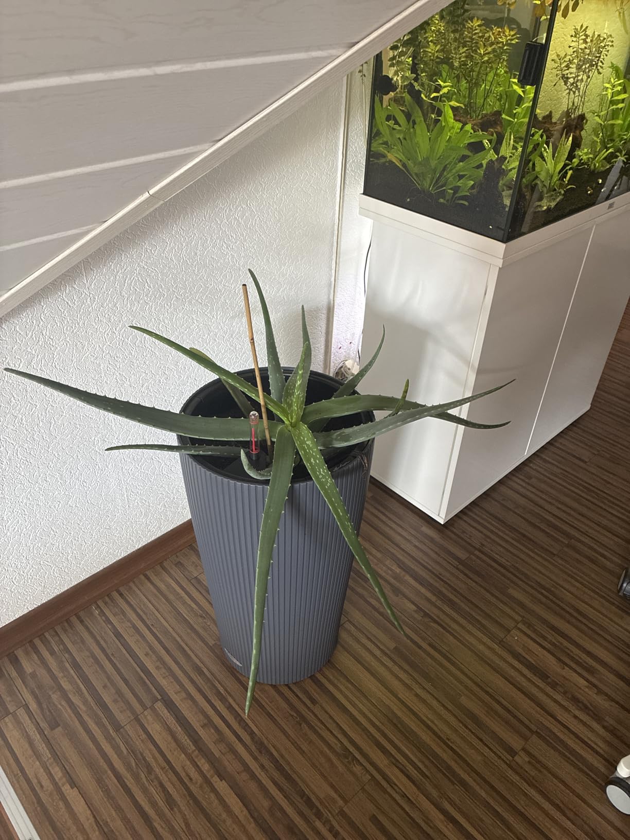 Gut für kleine Ecken