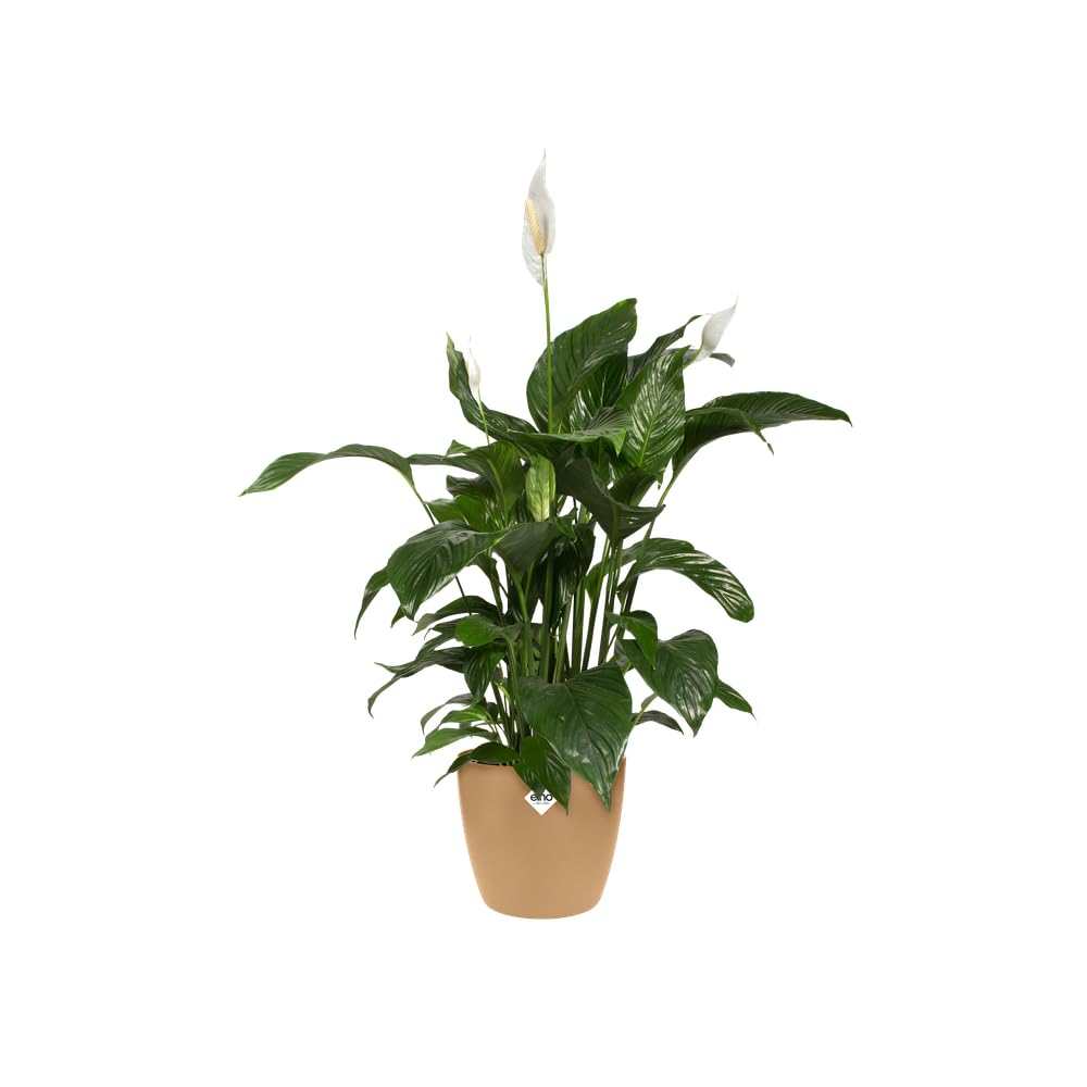 elho-brussels-rund-14-blumentopf-f-r-innen-13-5-x-h-12-6-cm-braun-cookie-braun image 8