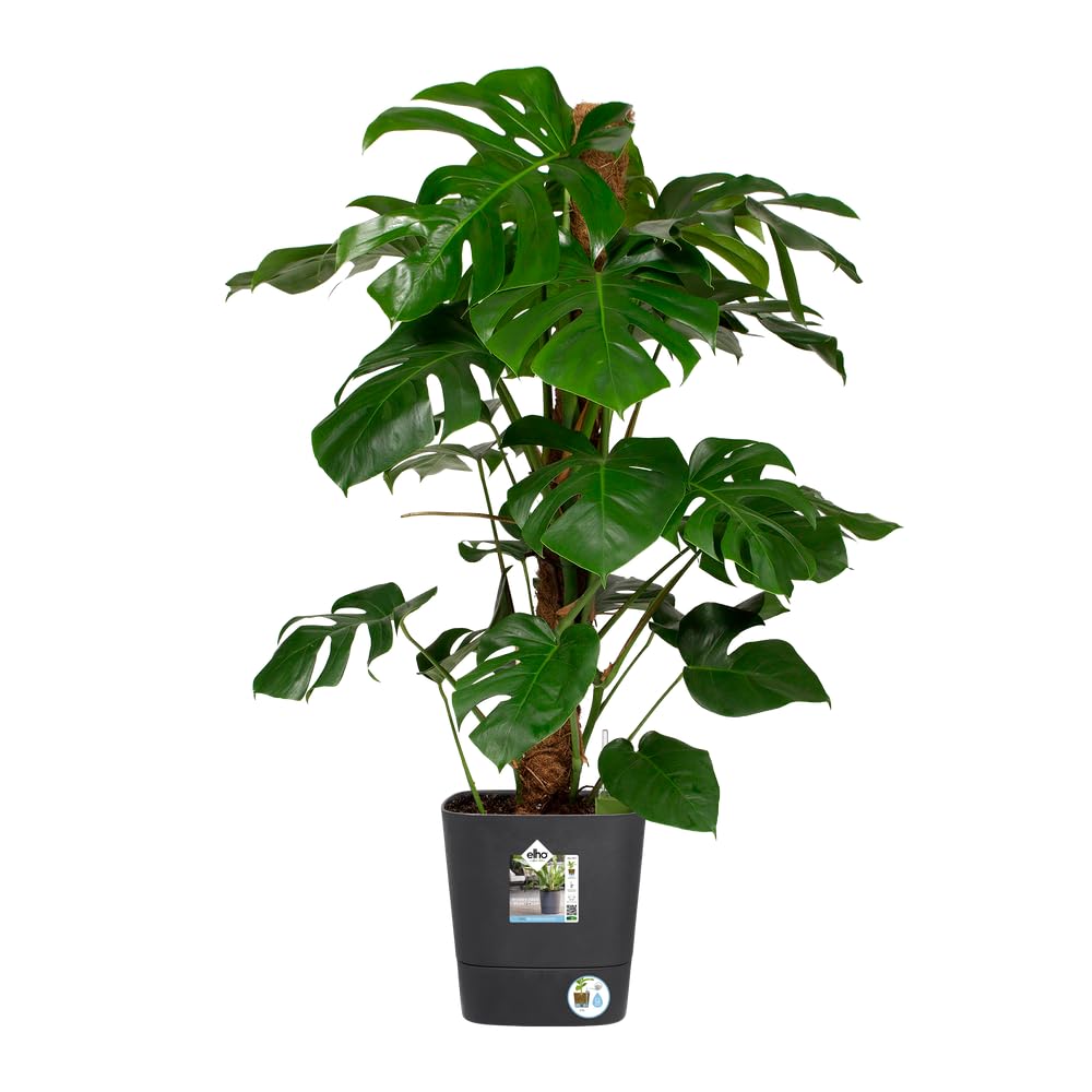 elho-greensense-aqua-care-quadrat-30-cm-blumentopf-holzkohlengrau image 3
