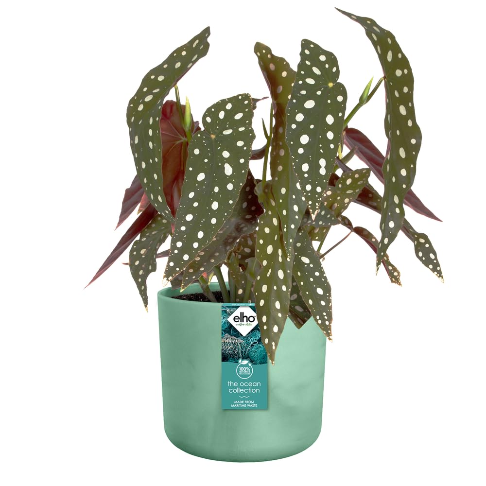 elho-ocean-collection-blumentopf-3er-geschenkset-14-16-18-cm-pazifikgr-n image 3
