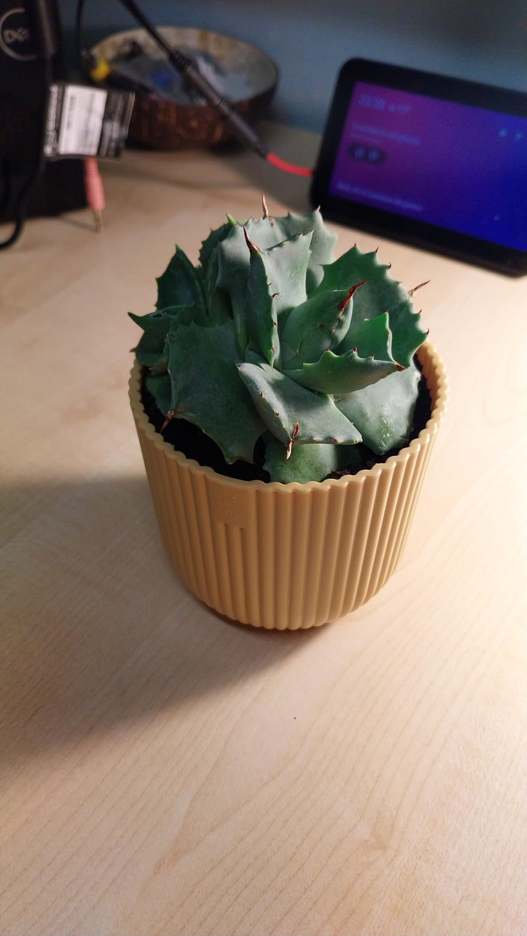 Geschenk-Hit