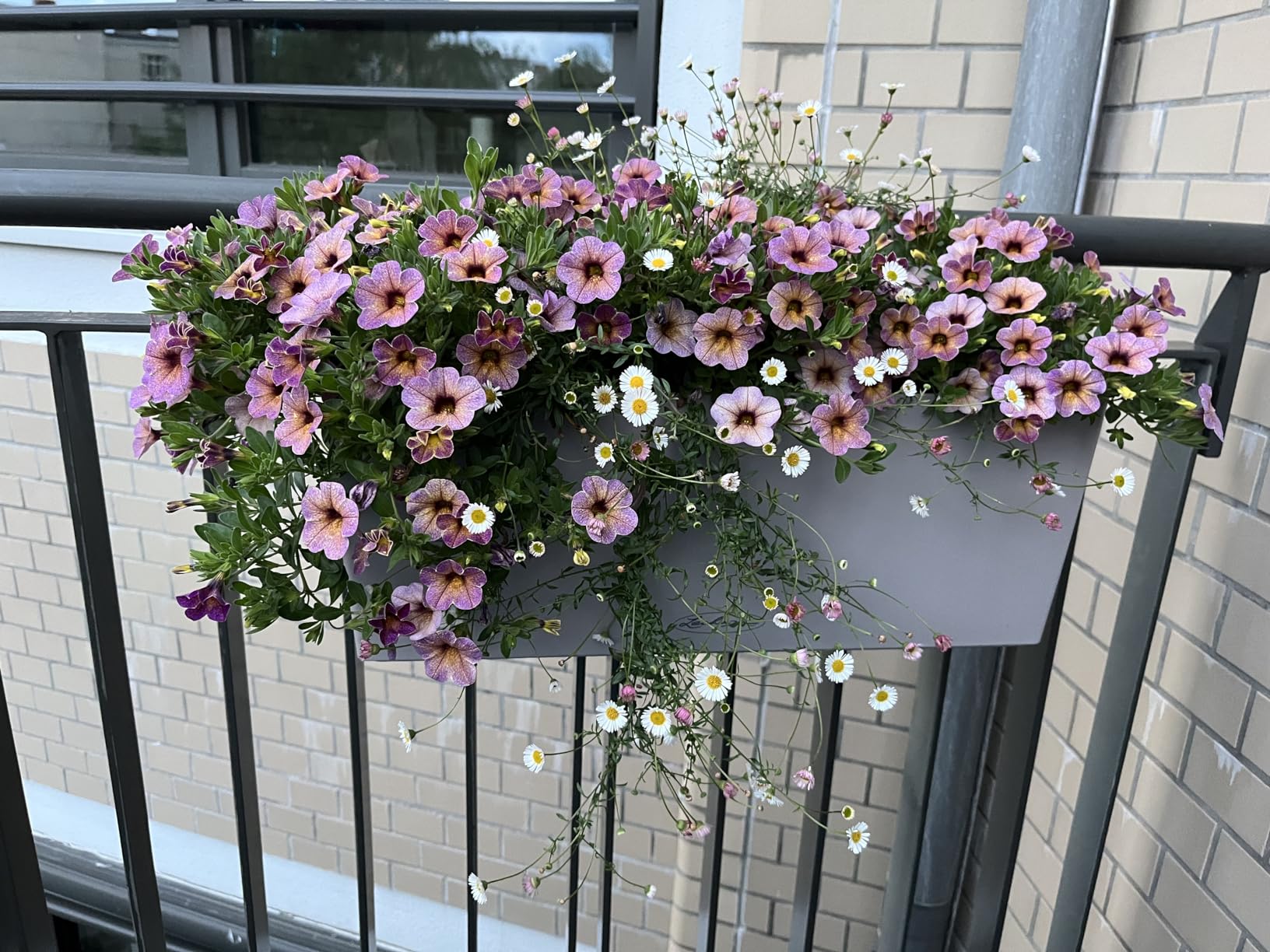 Blumenpracht ohne tägliches Gießen