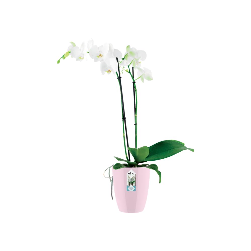 elho-brussels-diamond-orchidee-topf-hoch-10-5-cm-rosa image 4