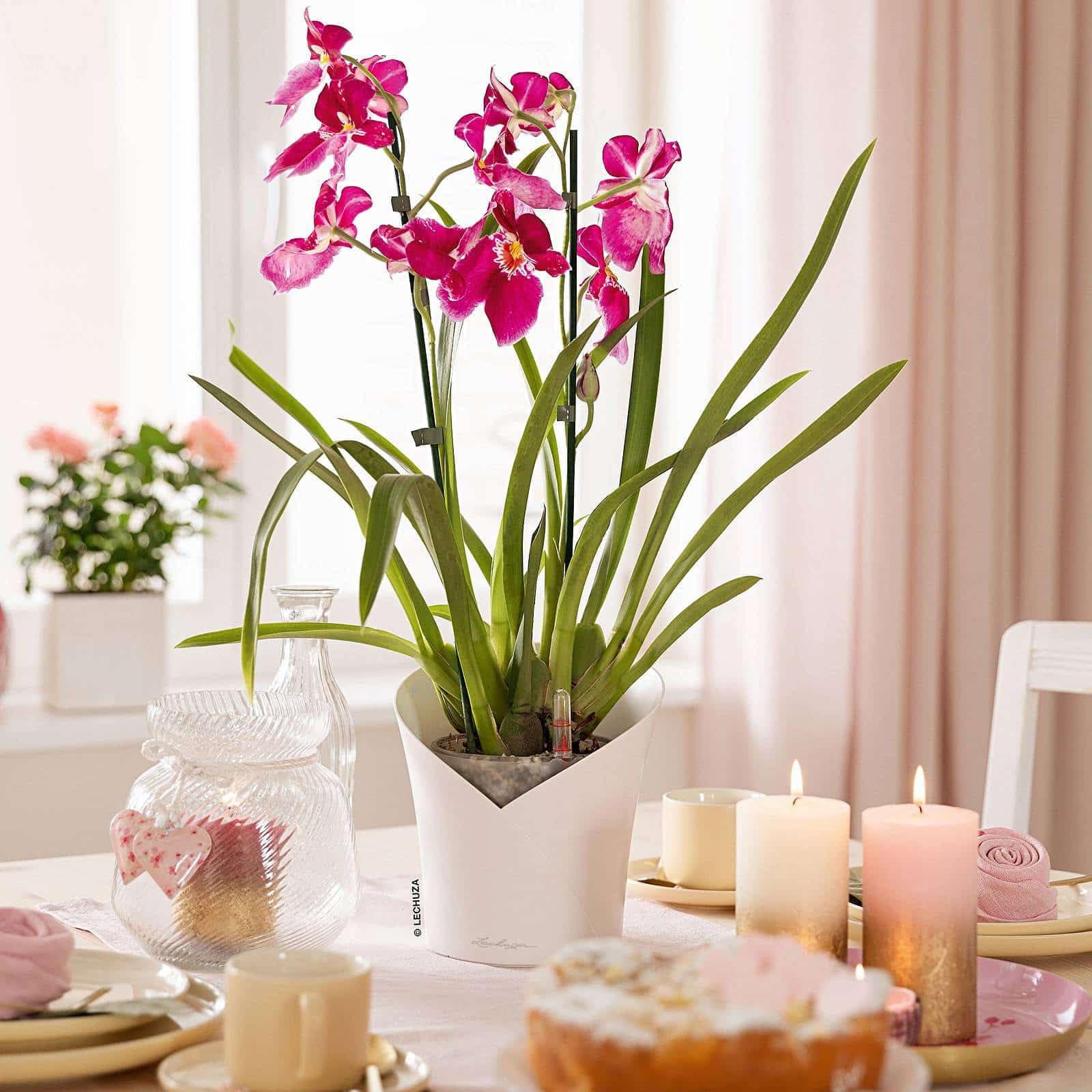 lechuza-orchidea-color-pflanzgef-mit-bew-sserungssystem-18-x-20-cm-wei image 8