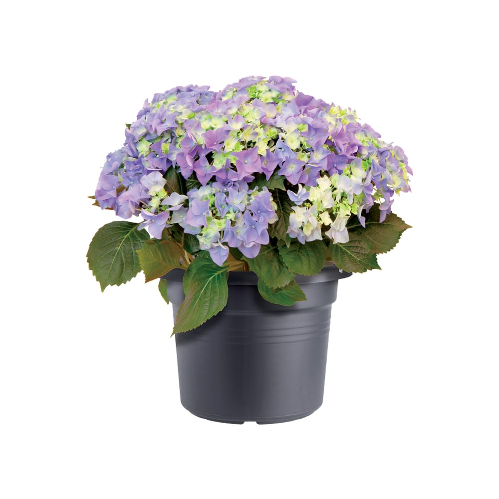 elho-green-basics-cilinder-55cm-blumentopf-living-schwarz-54-3-x-h-41-2-cm image 6