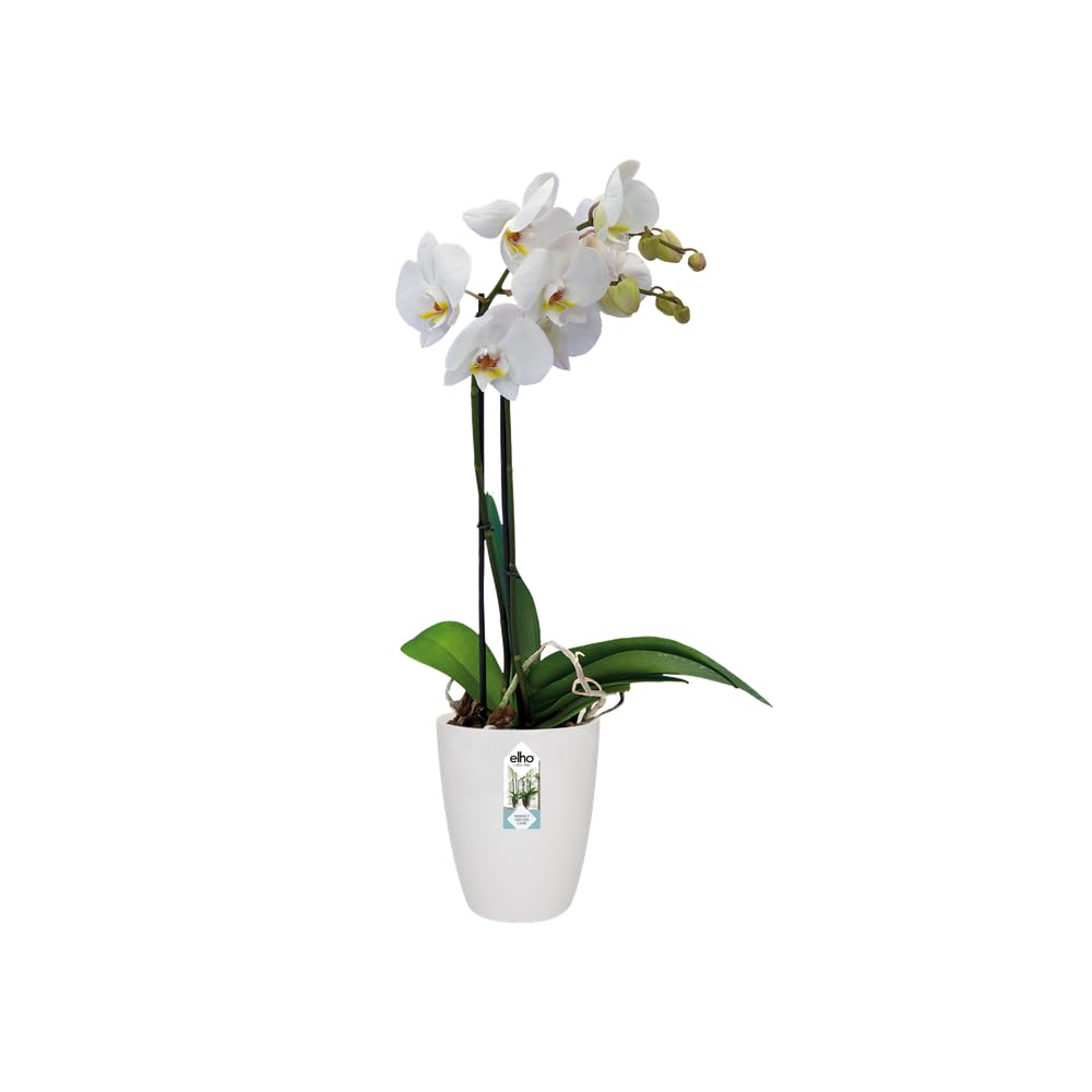 elho-brussels-orchidee-hoch-12-5-cm-orchideentopf-wei-12-5-x-h-15-5-cm-f-r-innen image 3