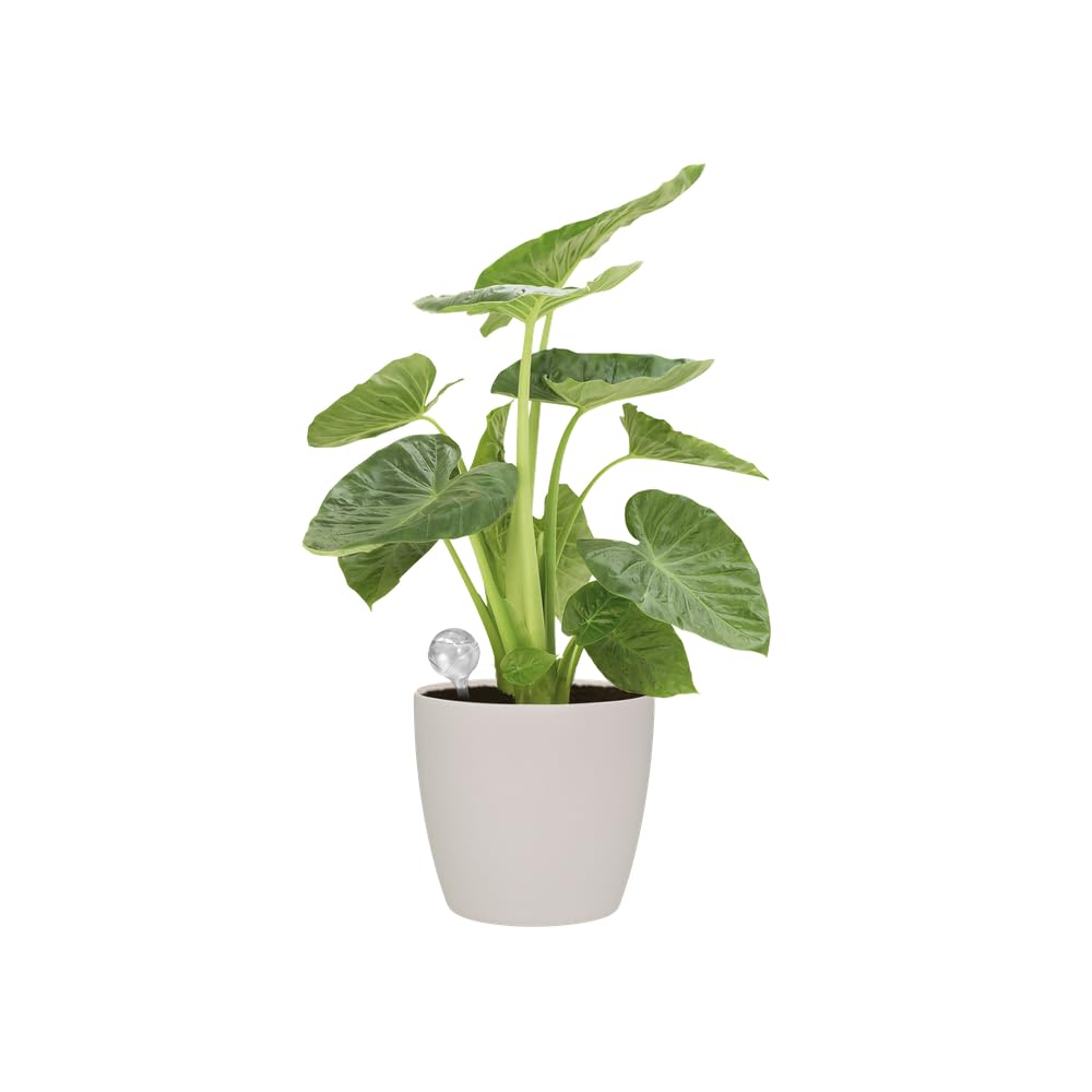 elho-aqua-care-9-transparent-17-3-x-h-32-cm-bew-sserungskugel-0-5-l image 3