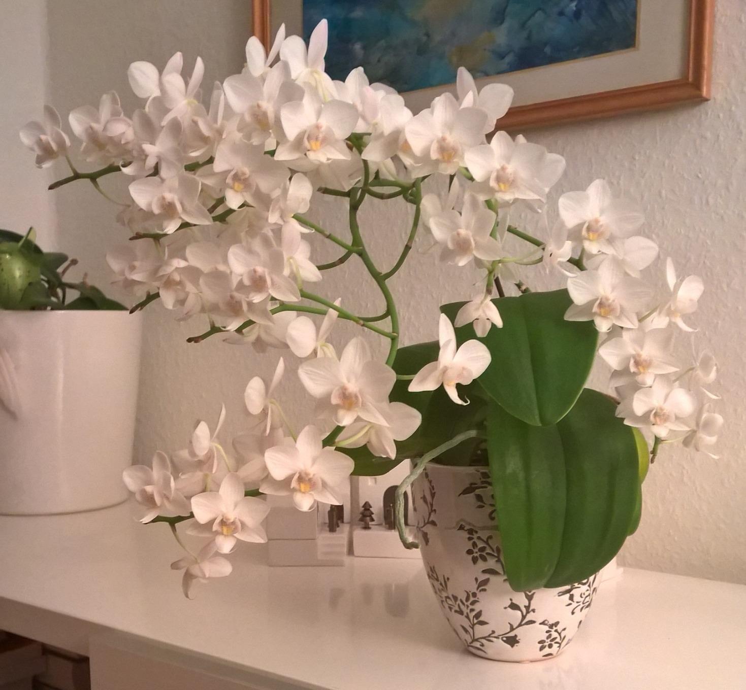 Alle Orchideen glücklich