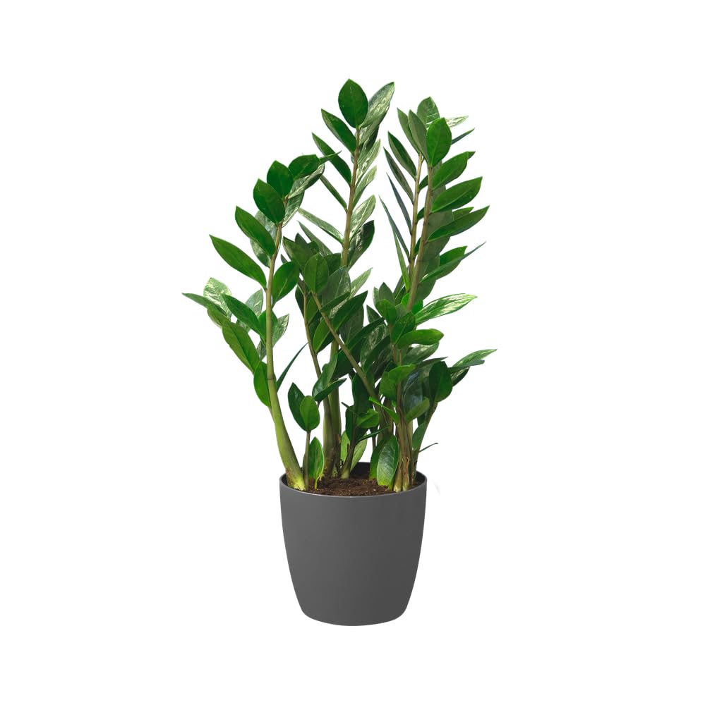 elho-brussels-rund-25-blumentopf-2er-set-anthracite-25-x-h-31-cm image 7