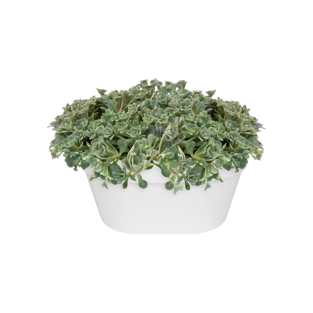 elho-loft-urban-wandampel-40-cm-balkonkasten-wei image 7