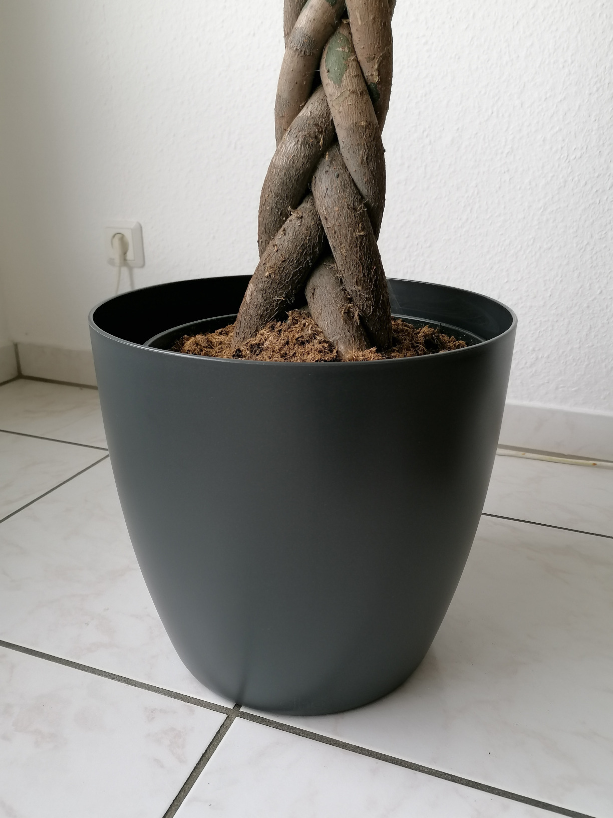 Monstera liebt ihn