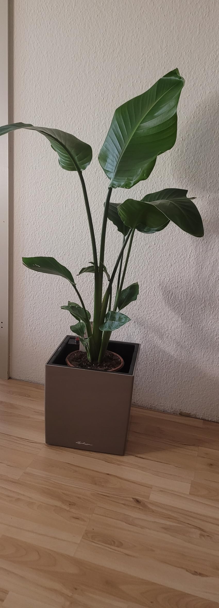 Toller Topf mit Selbstbewässerung