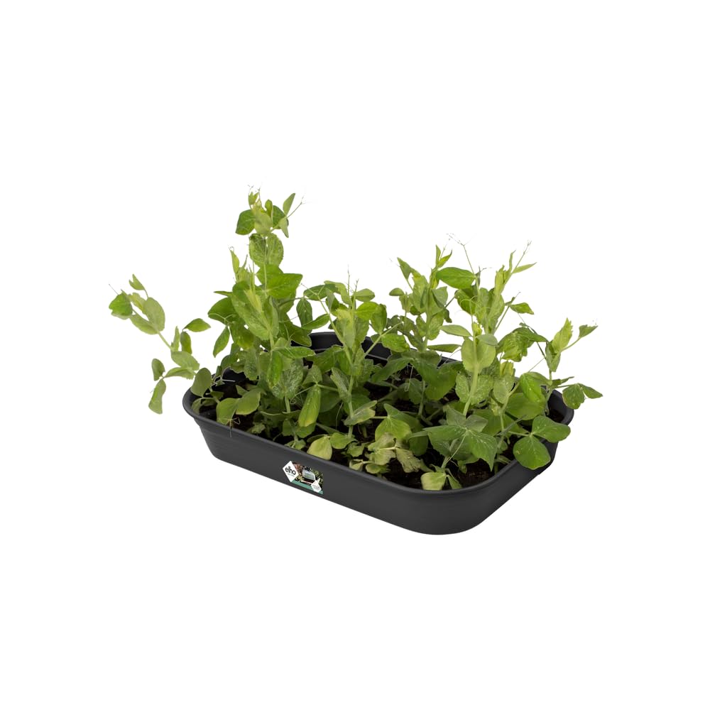 elho-green-basics-anzucht-schale-m-living-schwarz-l-26-5-x-b-36-x-h-6-3-cm image 4