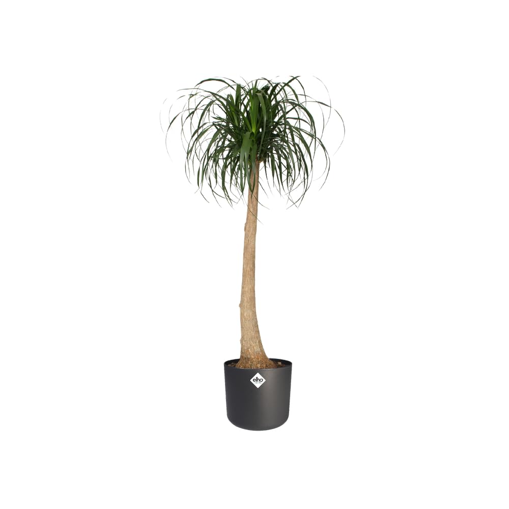 elho-b-for-soft-rund-25cm-blumentopf-anthracite-24-7-x-h-23-3-cm-f-r-innen image 3