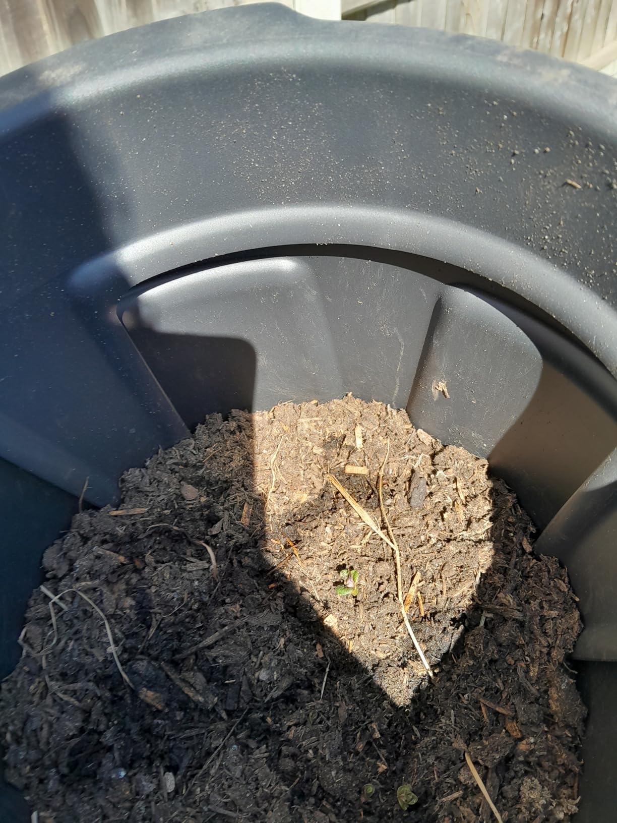 Kartoffeln auf dem Balkon!