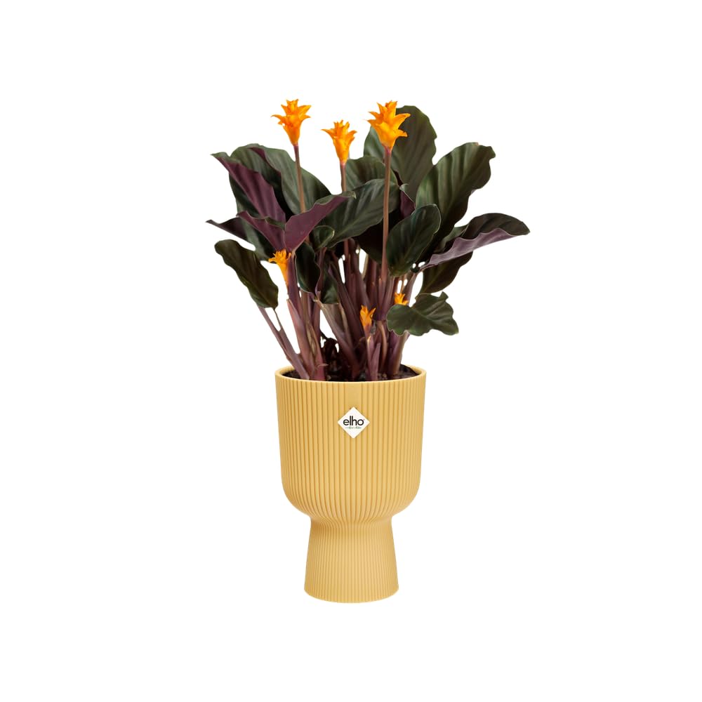 elho-vibes-fold-coupe-14-blumentopf-f-r-innen-13-9-x-h-21-cm-gelb-buttergelb image 3