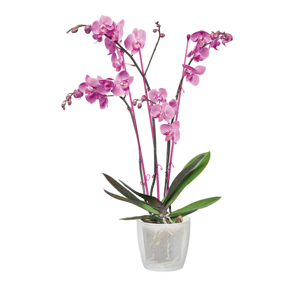 elho-brussels-orchidee-12-5cm-blumentopf-transparent-13-x-h-11-5-cm image 6