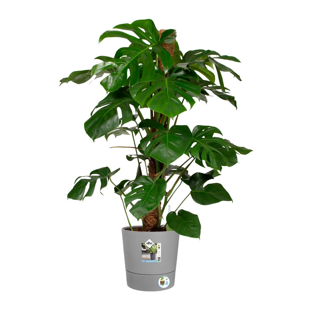 elho-greensense-aqua-care-rund-30-cm-blumentopf-light-beton image 3