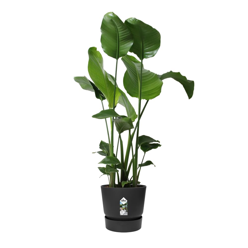 elho-greenville-rund-30-blumentopf-2er-set-living-schwarz-29-5-x-h-36-2-cm image 2