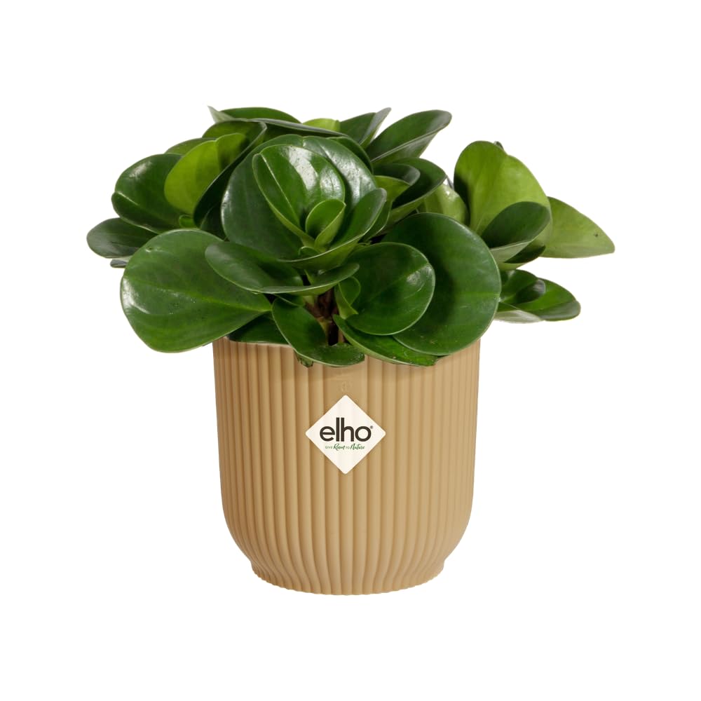 elho-vibes-fold-rund-mini-7-cm-blumentopf-buttergelb image 3