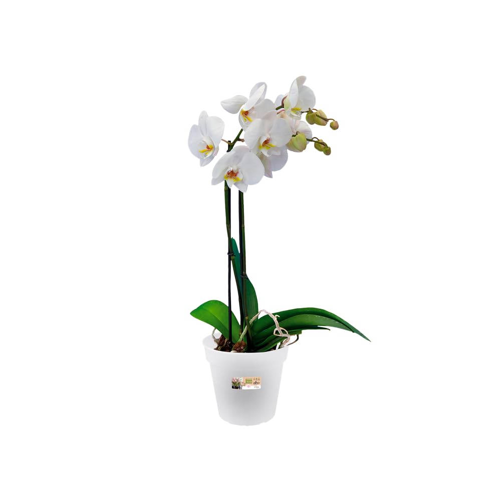 elho-green-basics-orchidee-13-blumentopf-transparent-13-1-cm image 3