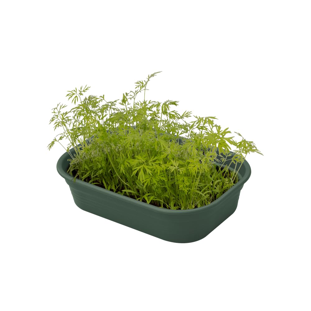 elho-green-basics-anzucht-schale-s-laubgr-n-23-9-x-19-2-x-6-1-cm image 5