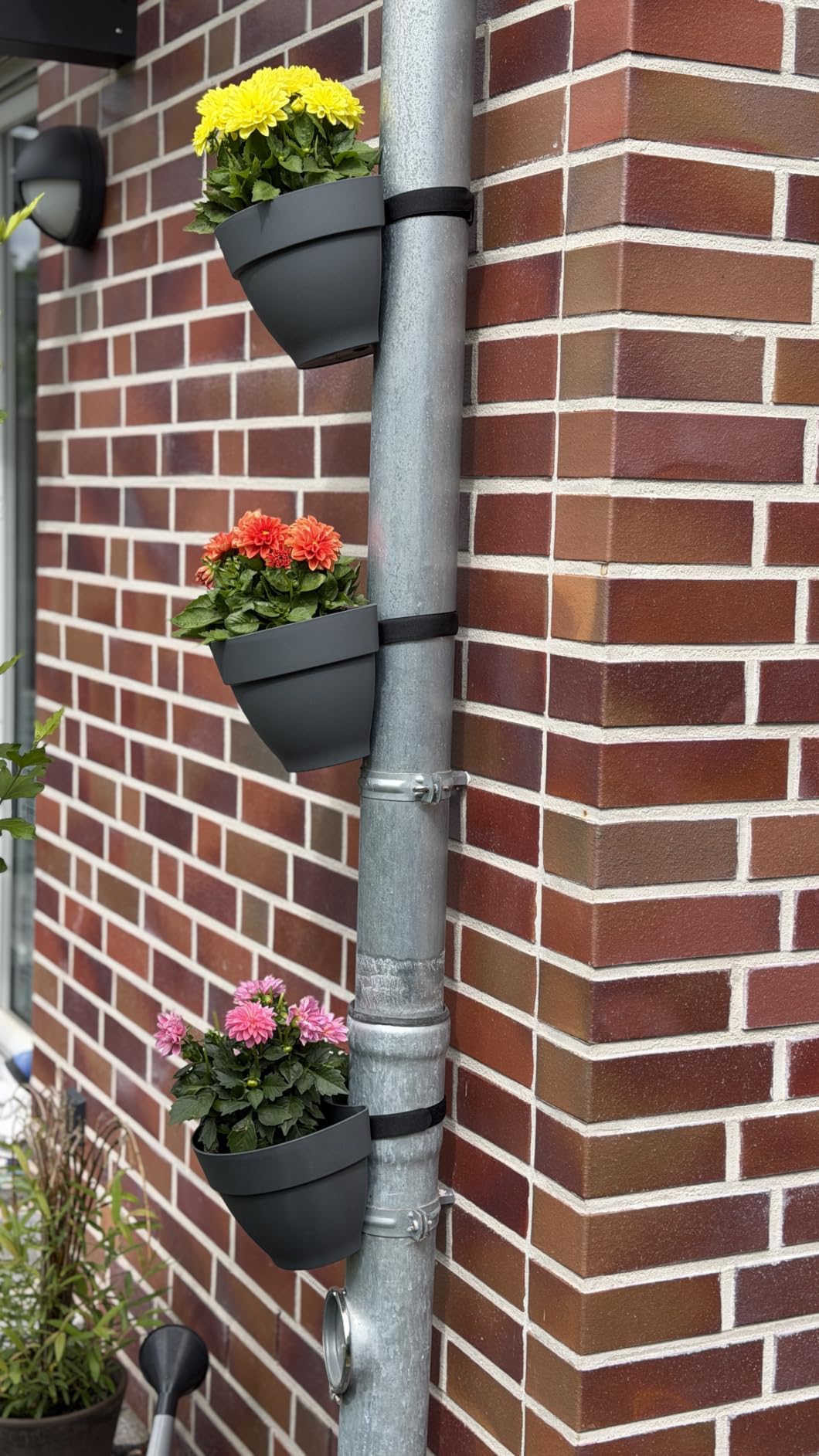 So hübsch am Regenrohr