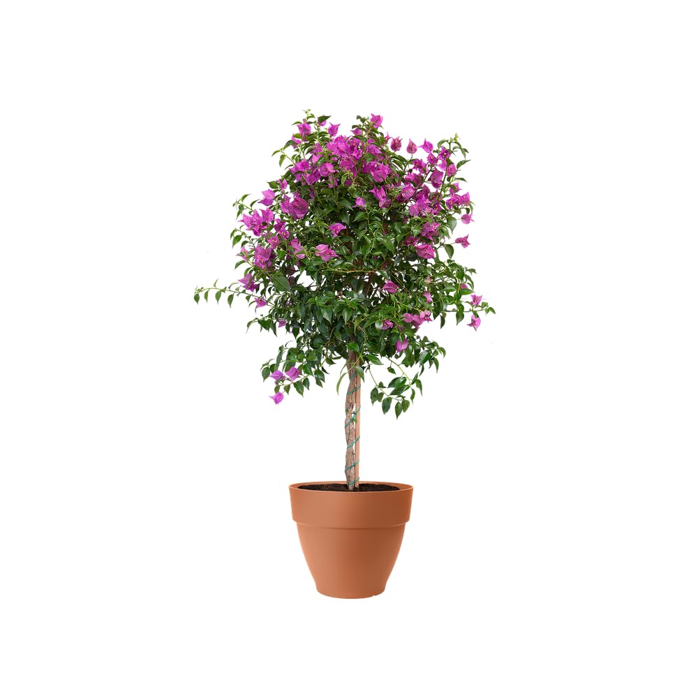 elho-vibia-campana-blumentopf-65-cm-terra image 7
