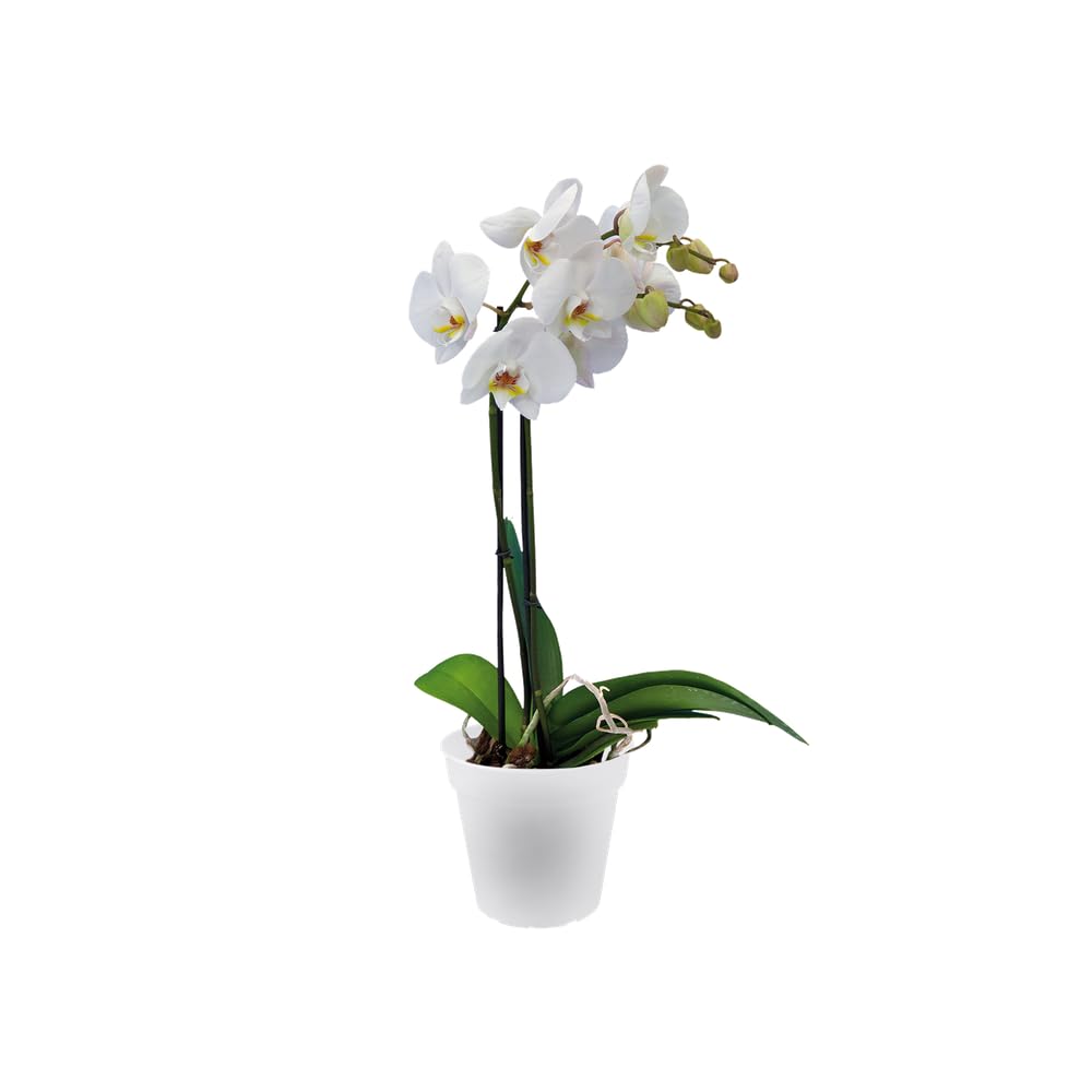 elho-green-basics-orchidee-13-blumentopf-transparent-13-1-cm image 6