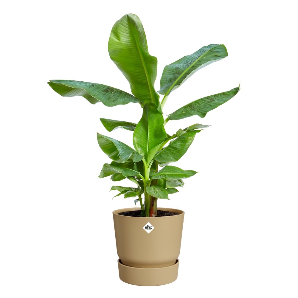 elho-greenville-rund-25-cm-goldener-sand-mit-untersetzer image 3