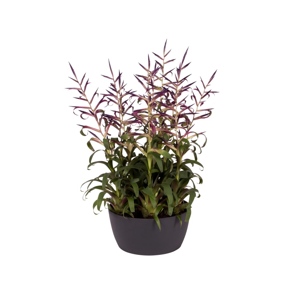 elho-brussels-schale-23-cm-anthracite-pflanzschale-22-9-x-h-10-8-cm image 8