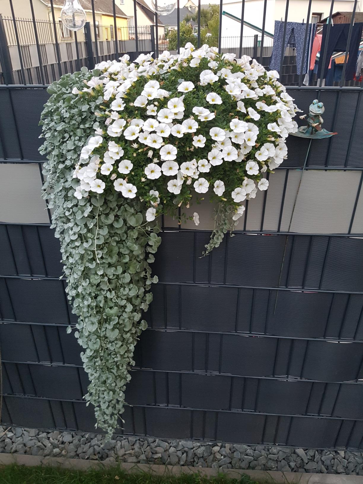 Kräutergarten an der Wand