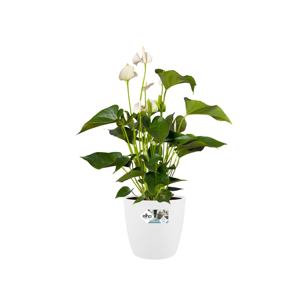 elho-brussels-rund-rollen-35-cm-blumentopf-wei-35-x-h-33-cm image 3