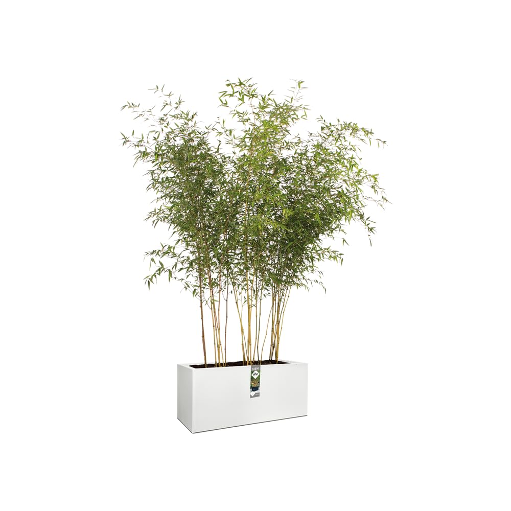 elho-vivo-long-blumenkasten-90-cm-mit-r-dern-wei-matt-kunststoff image 8