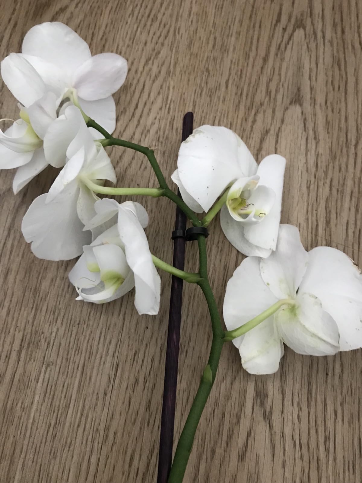 Rettet Orchideen