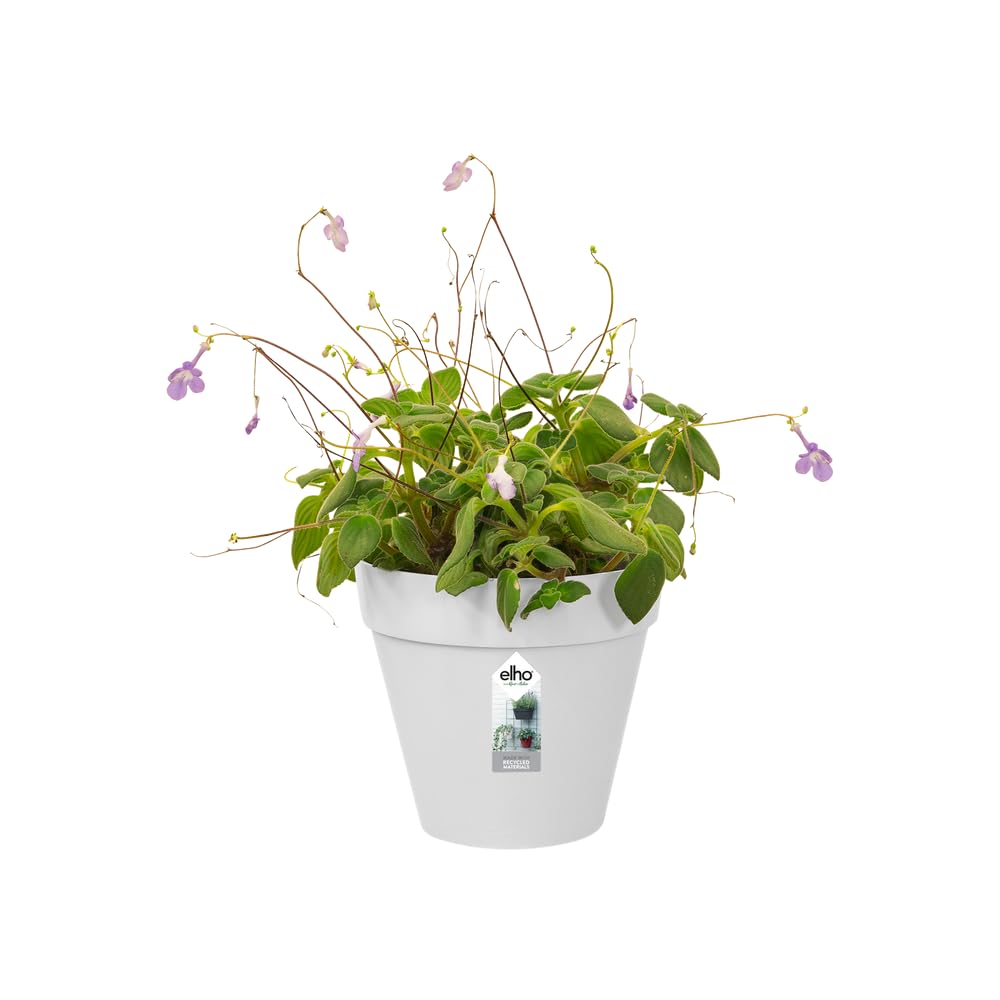 elho-loft-urban-green-wall-single-15cm-weiss-blumentopf image 3