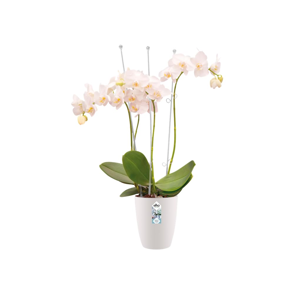 elho-brussels-orchidee-hoch-12-5-cm-orchideentopf-wei-12-5-x-h-15-5-cm-f-r-innen image 7