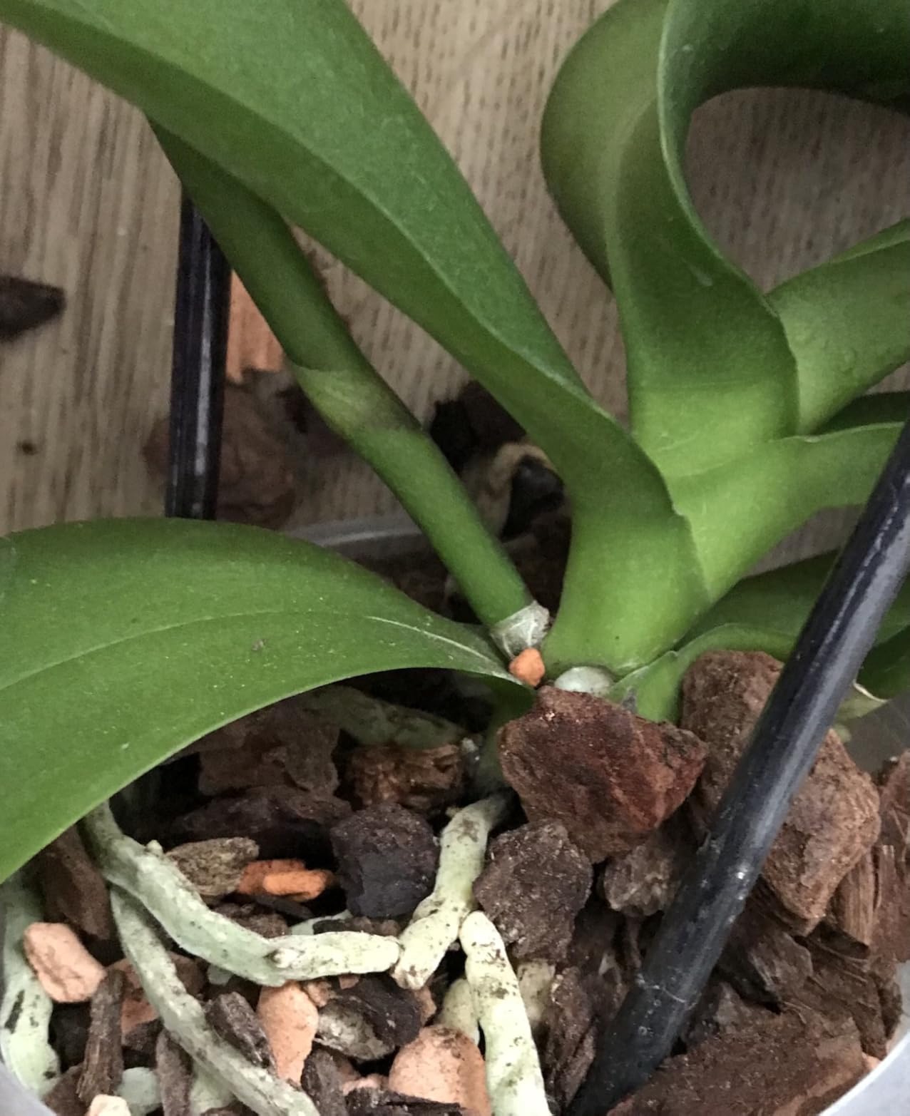 Meine Orchideen lieben es