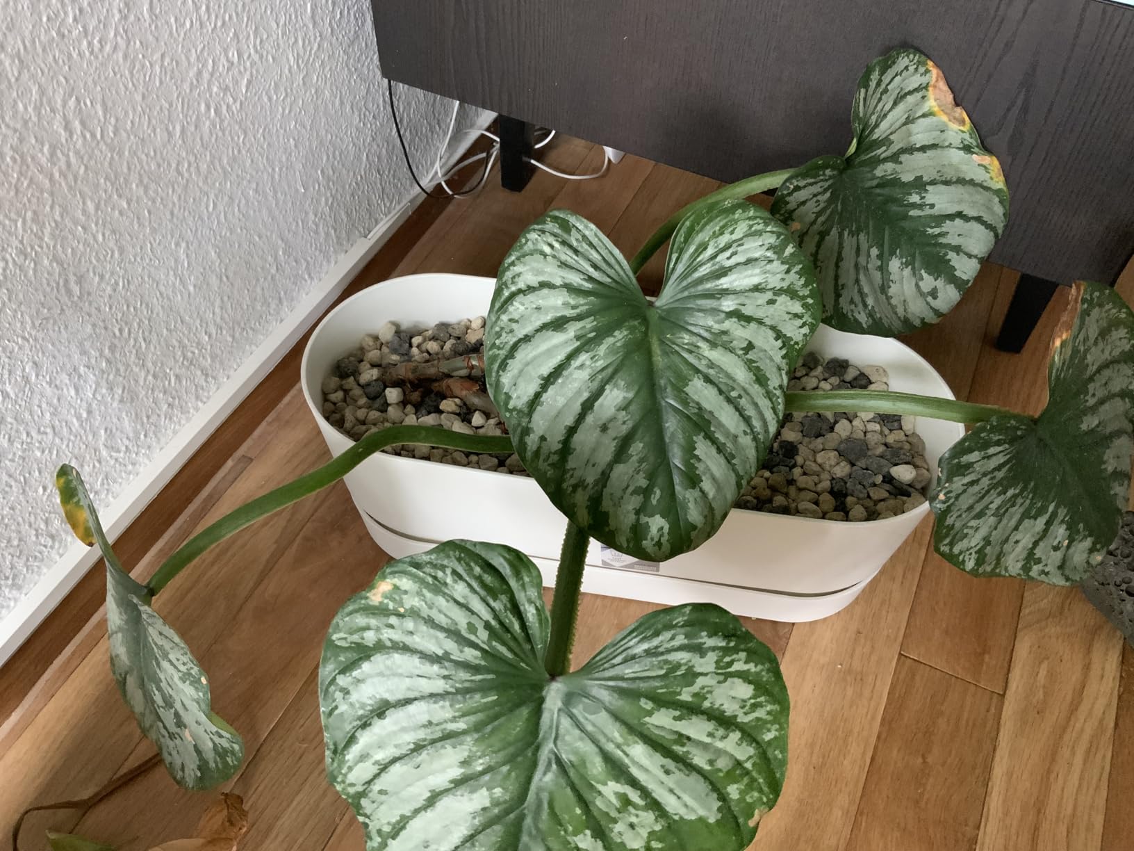Wunderschönes Grün