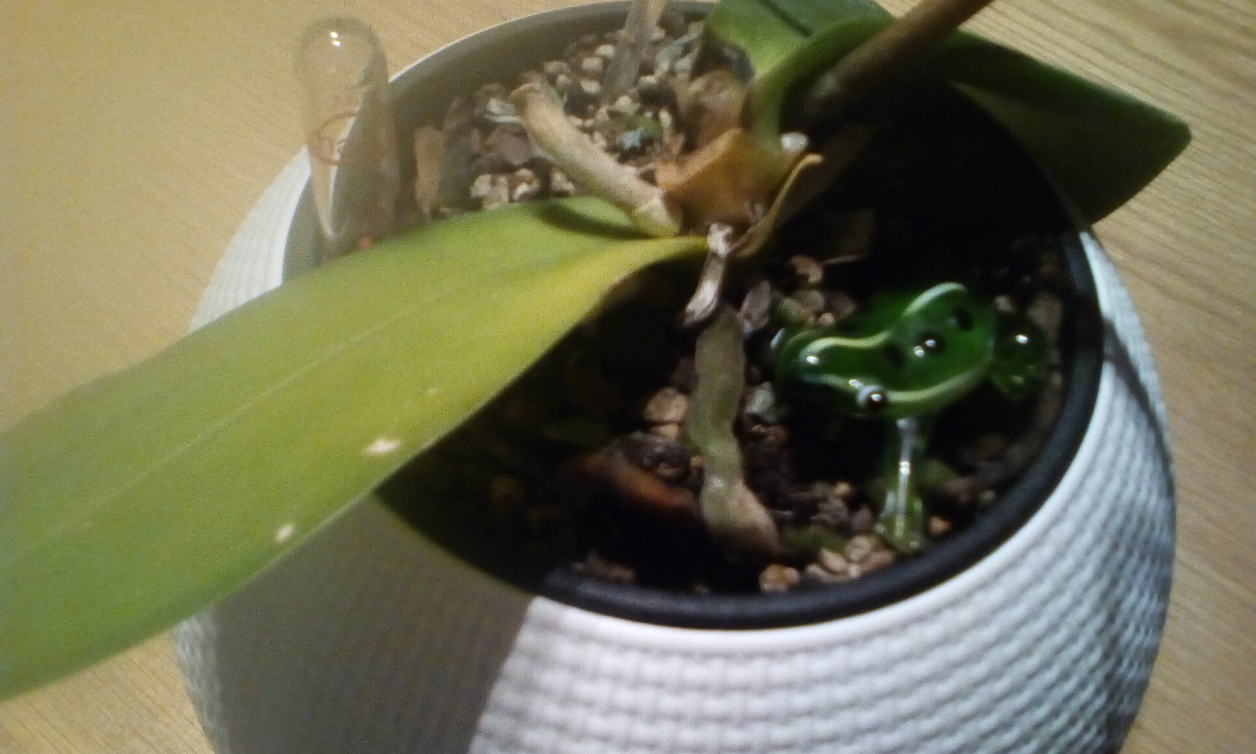 Meine Orchideen blühen wieder