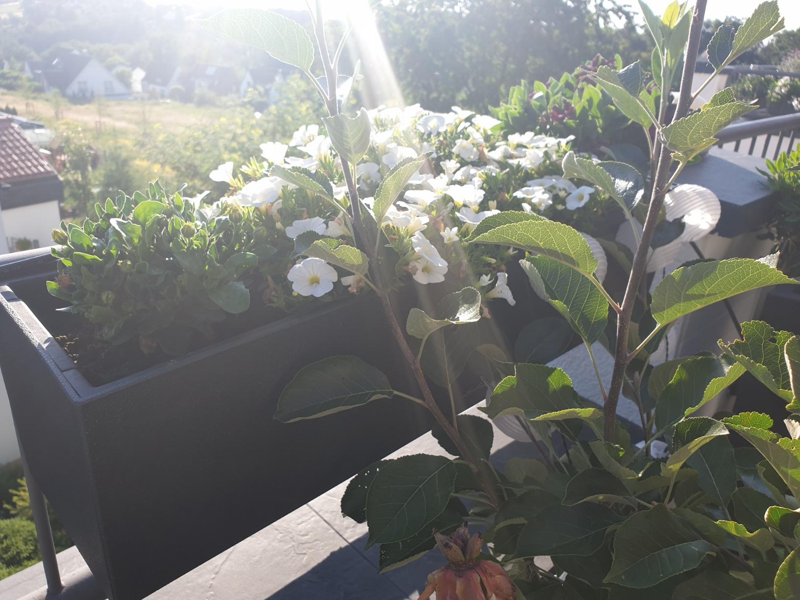Balkon-Highlight mit Wasserspeicher