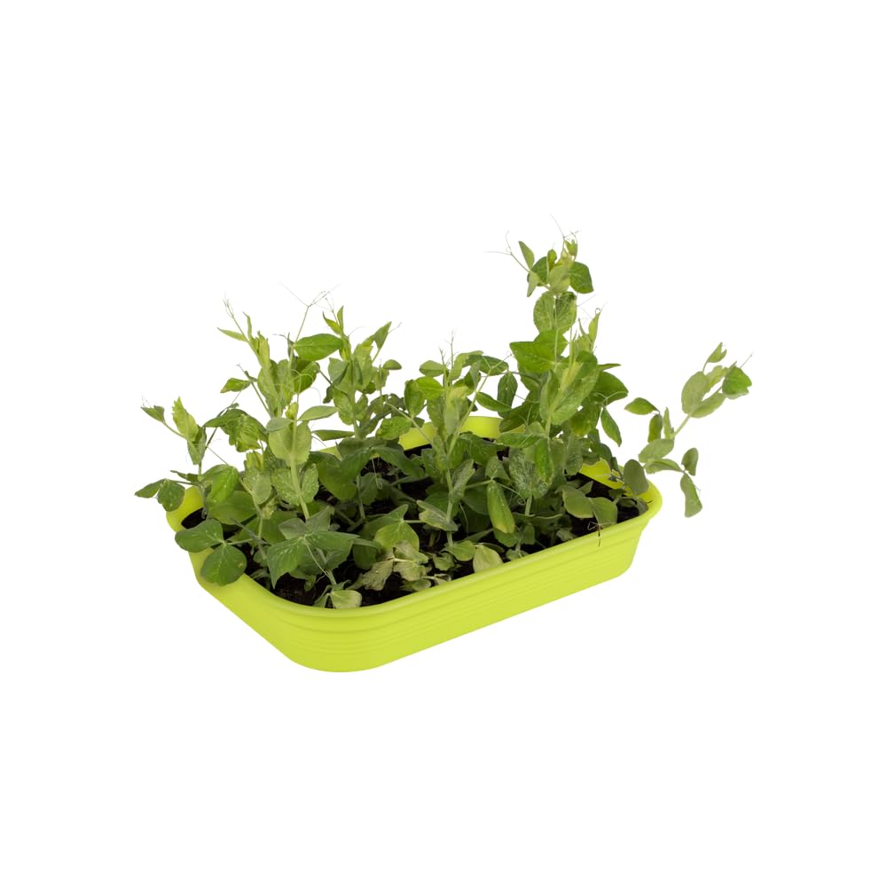 elho-green-basics-anzuchtschale-m-pflanzschale-lime-gr-n-l-36-x-b-25-9-x-h-6-3-c image 6