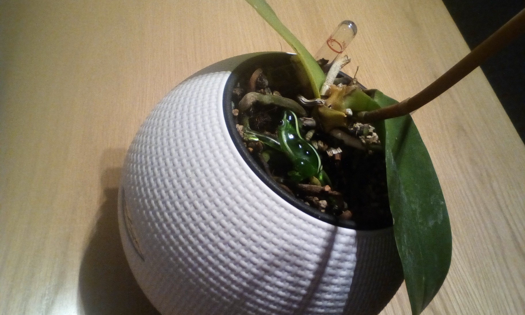 Orchideen feiern es