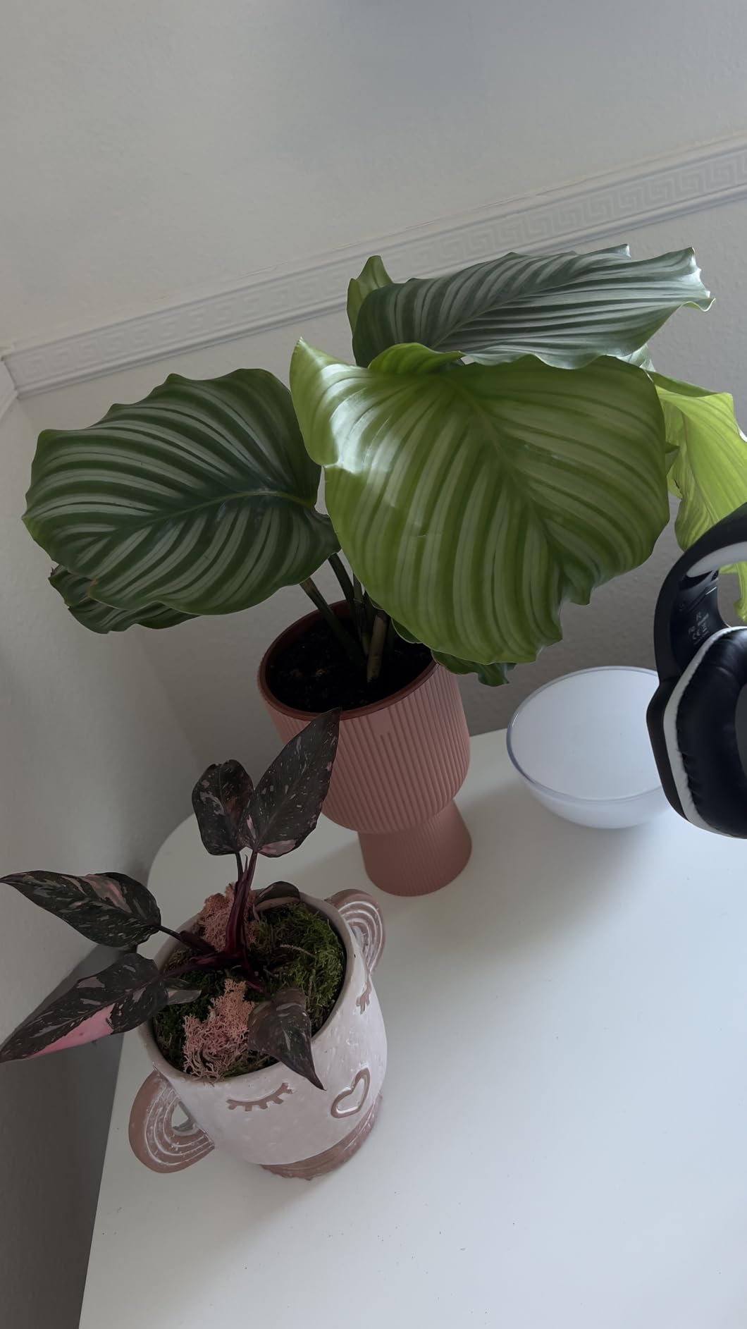 Gutes Preis-Leistung