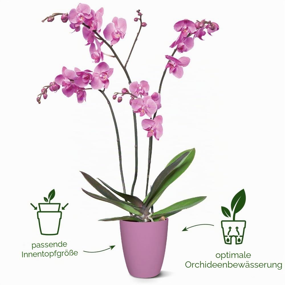 elho-brussels-orchidee-hoch-12-5-cm-orchideentopf-wei-12-5-x-h-15-5-cm-f-r-innen image 2