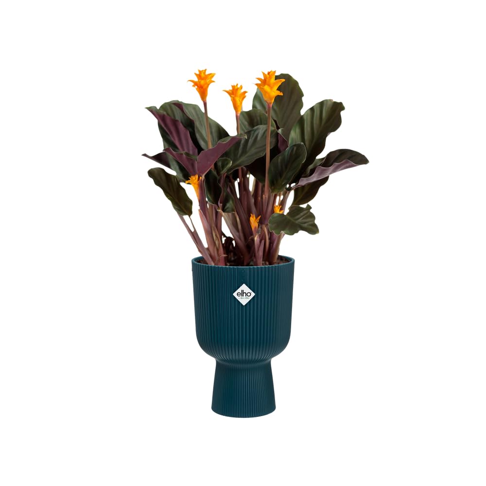 elho-vibes-fold-coupe-14cm-blumentopf-tiefes-blau-13-9-x-h-21-cm image 3