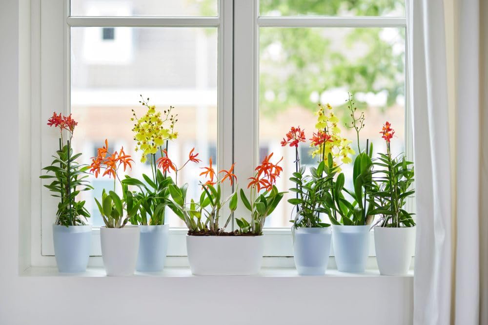 elho-brussels-orchidee-hoch-12-5-cm-orchideentopf-wei-12-5-x-h-15-5-cm-f-r-innen image 5