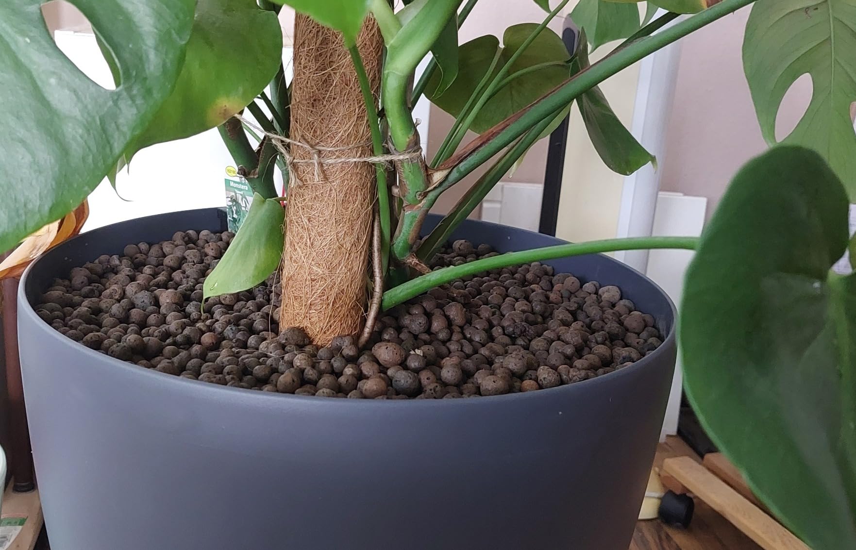 Meine Monstera liebt ihn